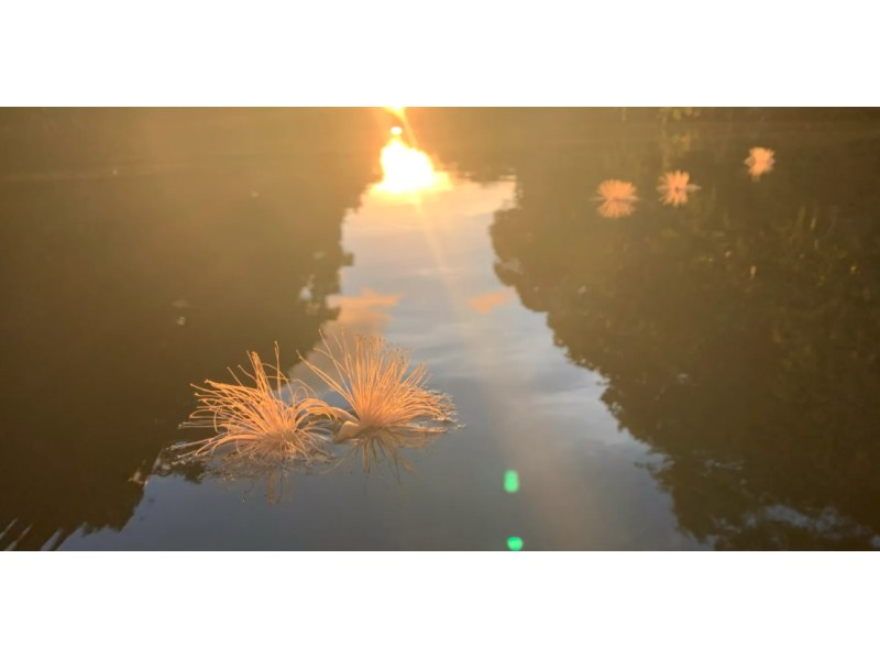 [Iriomote Island] Early morning departure | Sagaribana tour | Seasonal | Early morning canoeing experience | For those who want to spend a mysterious timeの紹介画像