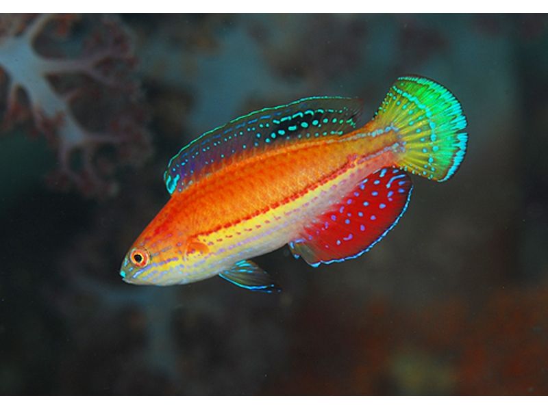 [Kochi Sukumo] enjoy the sea of ​​Kashiwa Island! If limited fan! Need license (night dive)