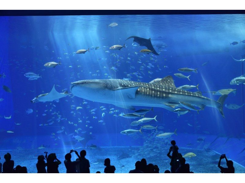 Churaumi Aquarium visited by Jumbo Tours Co., Ltd.'s bus tour