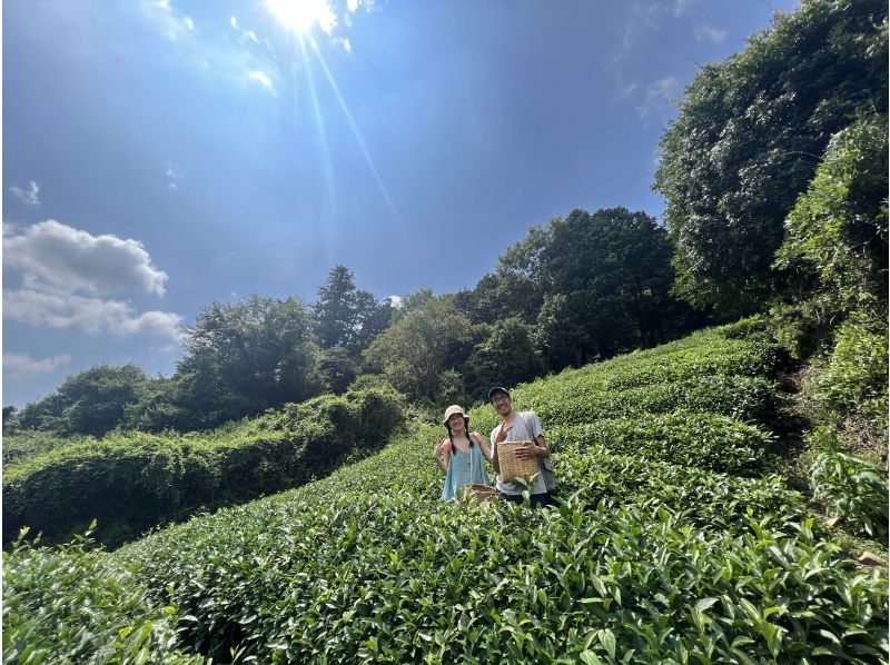 [Kyoto] A set plan of ``Tea picking experience'' & Japan's only ``Tea soba making experience'' and ``Tea leaf tempura making experience'' in the famous Uji tea production area ``Wazuka''! Support for beginners!の紹介画像