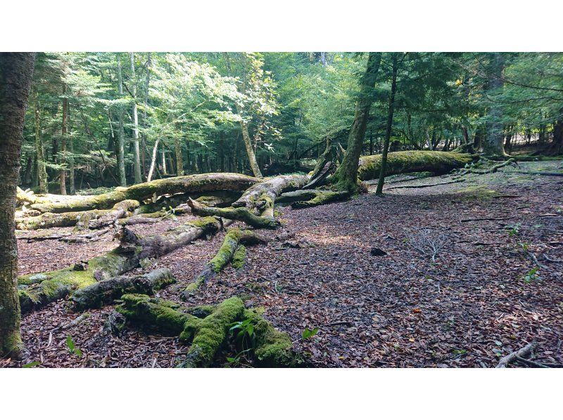 [Yamanashi/ Kawaguchiko] Aokigahara Jukai trekking & cave tour, Yamanashi 30 years of weekend life guideの紹介画像