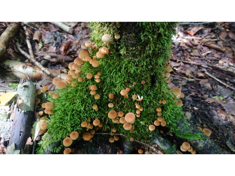 [Yamanashi/ Kawaguchiko] Aokigahara Jukai trekking & cave tour, Yamanashi 30 years of weekend life guideの紹介画像