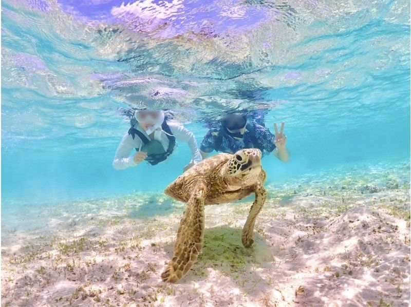 【宮古島・ウミガメシュノーケリング】遭遇率99%！熱帯魚も満喫、写真データ全プレゼント！の紹介画像