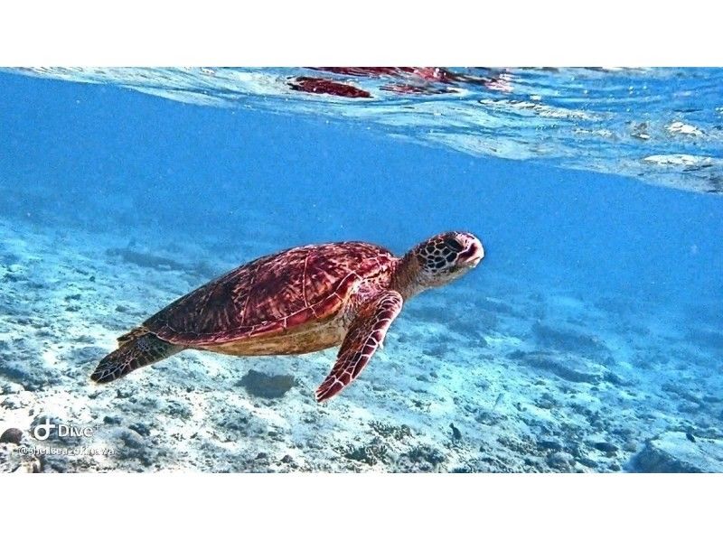 Sale [Okinawa] Snorkeling from 1-year-old ♪ Sea turtle encounter rate is high