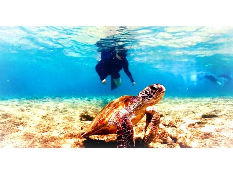 Sale [Okinawa] Snorkeling from 1-year-old ♪ Sea turtle encounter rate is high