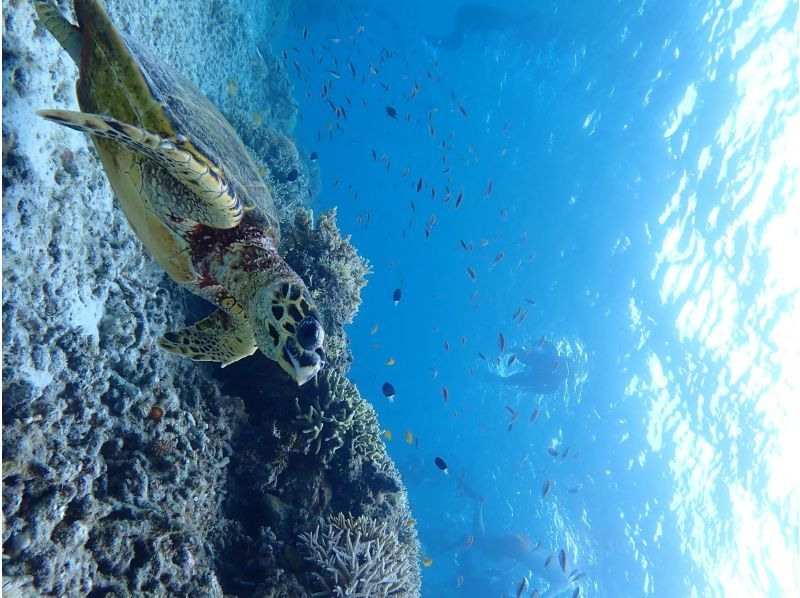 [Okinawa/Zamami/Snorkeling] Day trip from Naha, empty-handed! For those who want to fully enjoy the sea of ​​Zamami, we will take you to two places by boat! Free tour photo data giftの紹介画像