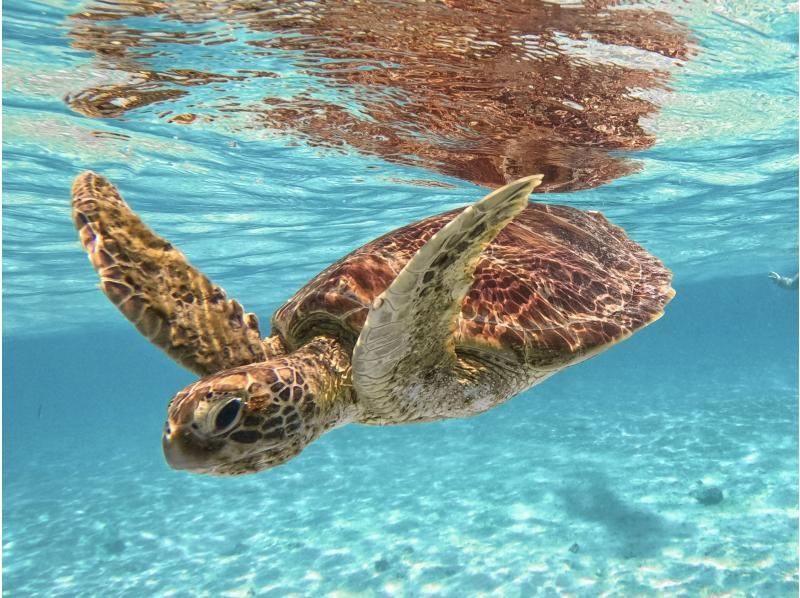[Miyakojima/Private Tour] Chartered sea turtle snorkeling! 99% chance of encountering a sea turtle! [Equipment rental & free photos!]の紹介画像