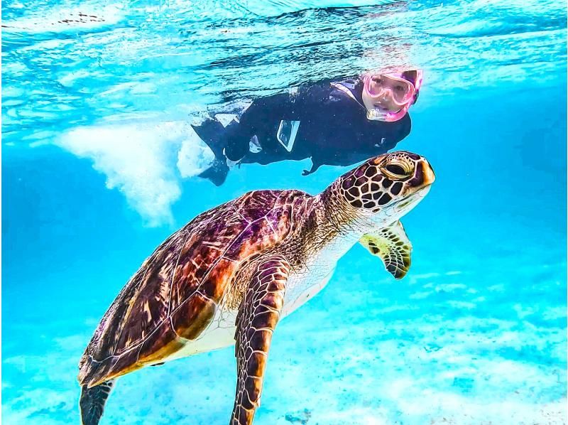 [Miyakojima/Private Tour] Chartered sea turtle snorkeling! 99% chance of encountering a sea turtle! [Equipment rental & free photos!]の紹介画像