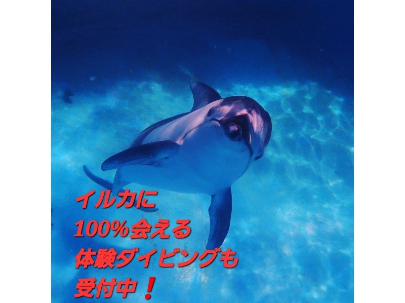 [关东/东京] 每天都会为有兴趣获得潜水执照的人提供咨询！如有任何疑问或疑问都可以。 （也欢迎一名女性） の紹介画像