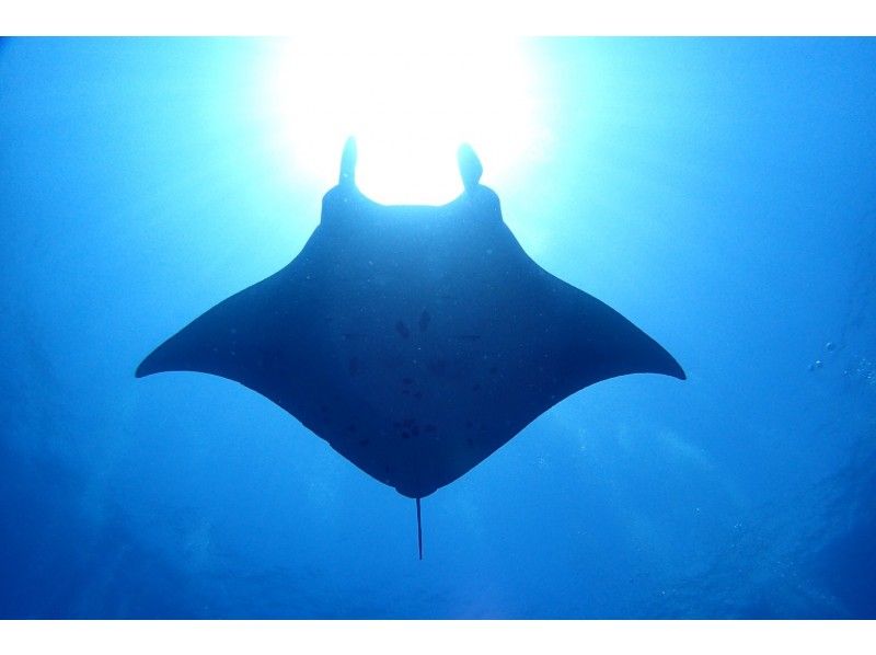 【沖縄・石垣島】幻の島上陸+ウミガメorマンタスノーケルツアー（1日プラン）の紹介画像