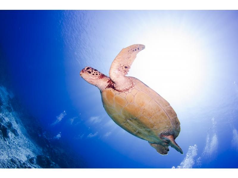 [Okinawa / Kerama] Equipment, drinks and snacks included. Enjoy Kerama fun diving and try to catch big fish!の紹介画像