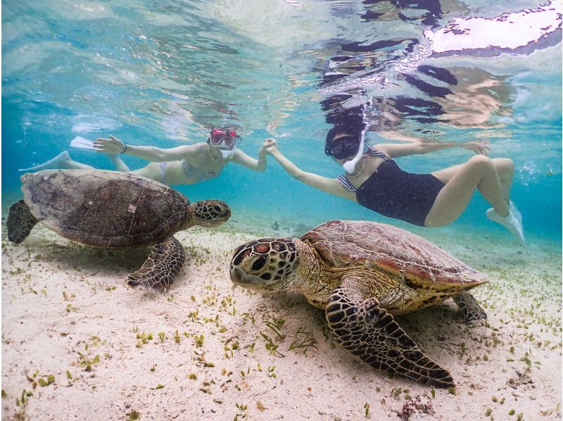 [宮古島] [Insta360° x5 for Z世代] 影片拍攝計畫！海龜浮潛活動！の紹介画像
