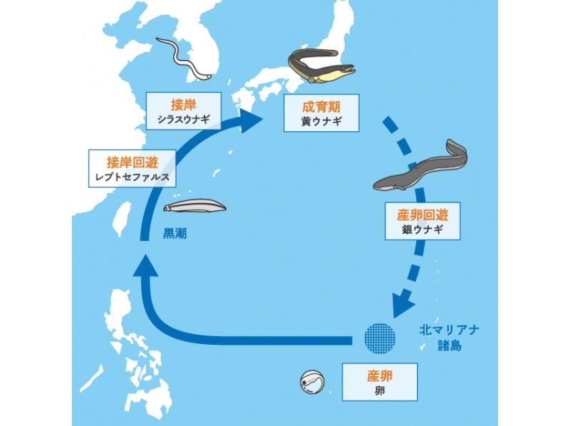"Tokyo, Kasai" 9:00AM, 11:30AM, 2:00PM, 4:30PM *Family-friendly* Held in the cool evening, how about making a summer vacation memory? Eel fishing in the brackish waters of the river mouthの紹介画像