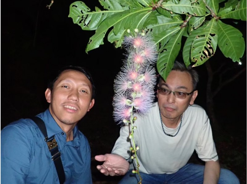 [Ishigaki Island/Night] Tour to see the mystical "one-night flower" Sagaribana (Barringtonia arborescens) that withers overnight [April to August only] ★Applications accepted on the day★の紹介画像