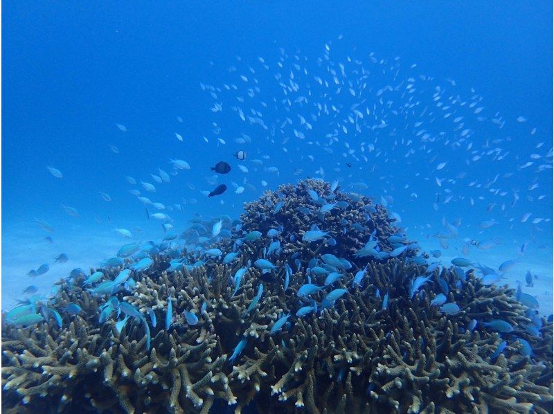 [Okinawa, Motobu Town] It's hot right now! Popularity is soaring! Skin diving [free diving] & 3 types of marine sports Dive, scream and get pulled! ? A set that is becoming extremely popularの紹介画像