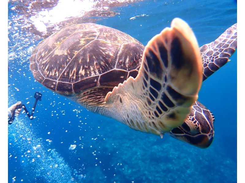 SALE! Group travel support [Ishigaki Island Diving, Phantom Island, Sea Turtles, 1 day] Landing on the Phantom Island & 1 dive experience diving & snorkeling ☆ Free photo data ☆の紹介画像