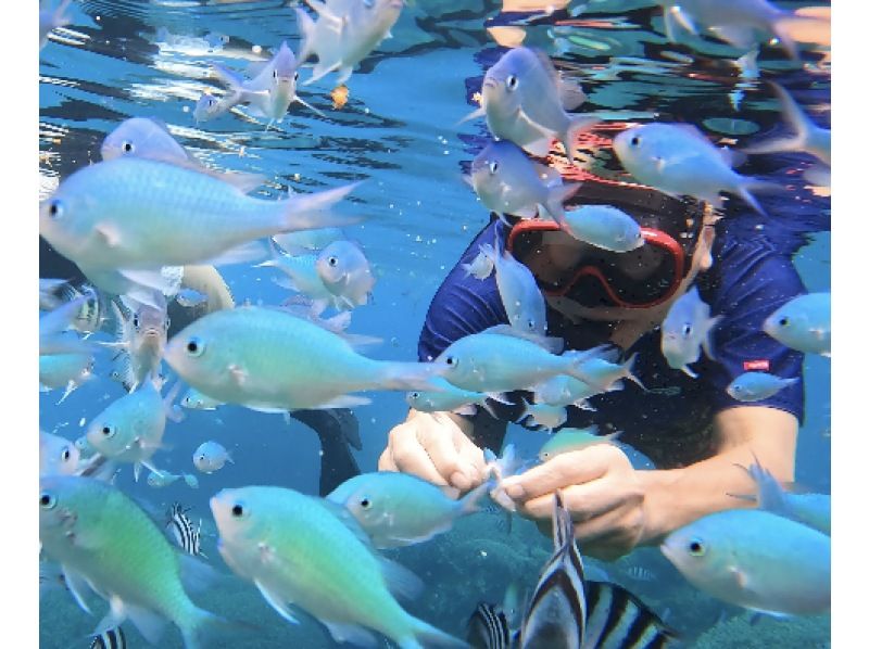 《Luxurious Golden Week without crowds, special discount plan for 4 or more people》 Private boat to a secret uninhabited island and snorkeling! Empty-handed, toilets available, free for children under 3の紹介画像