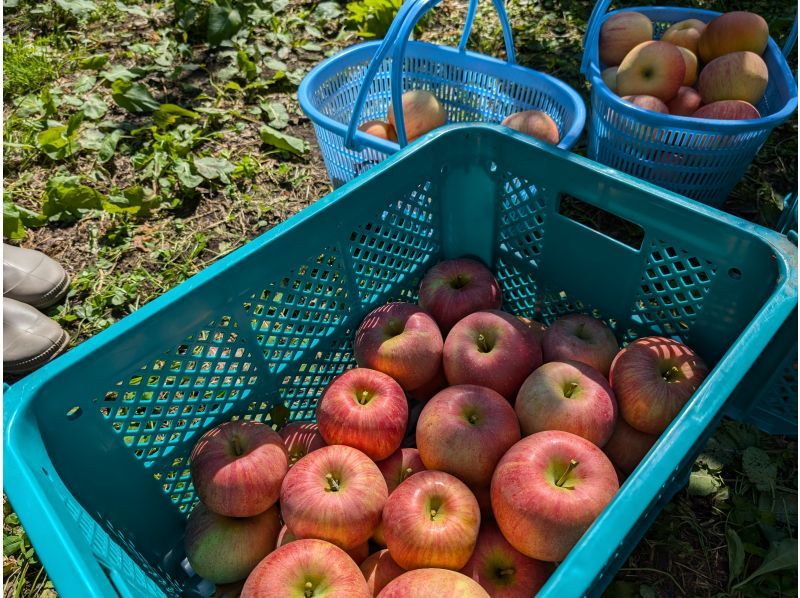 [Yamagata, Asahi] One of Yamagata's leading apple producing areas! Asahi Town's "Wago Apple Picking" includes free bathing! Recommended for families and couples!の紹介画像