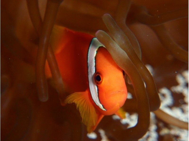 [Kanagawa ・ Yokohama 】 First Challenge Welcome! Experience at Aksy Diving Enjoy the day tripの紹介画像