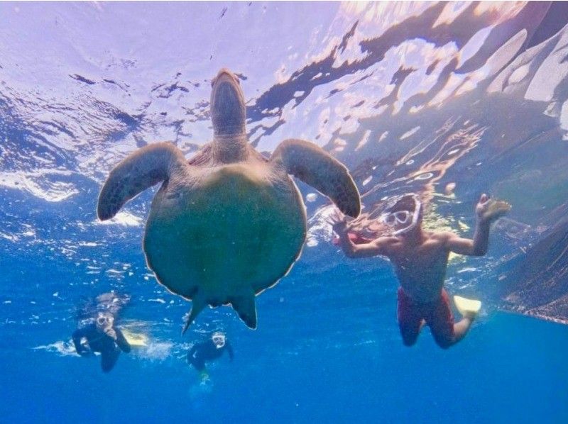 【ウミガメと泳ごう！】ウミガメポイントシュノーケリング（送迎無料＆GoPro写真サービス付き）の紹介画像