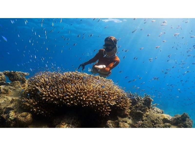 [Northern Amami Oshima] Go on our own cruiser! Skin diving and snorkeling tourの紹介画像