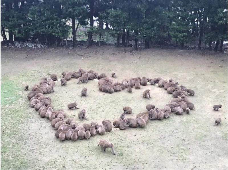 【兵库县洲本市】淡路猴为什么会成为如此善良的一群猴呢？学习“淡路猴子”的生态，他们选择了一种基于合作而非权力或冲突的社会风格の紹介画像