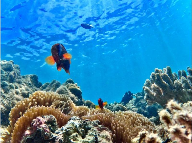 对于海外的人们来说！浮潜和透明皮划艇 [90 分钟] 靠近 Junglia、美丽海水族馆和古宇利岛！免费高品质水下相机摄影♪♪の紹介画像