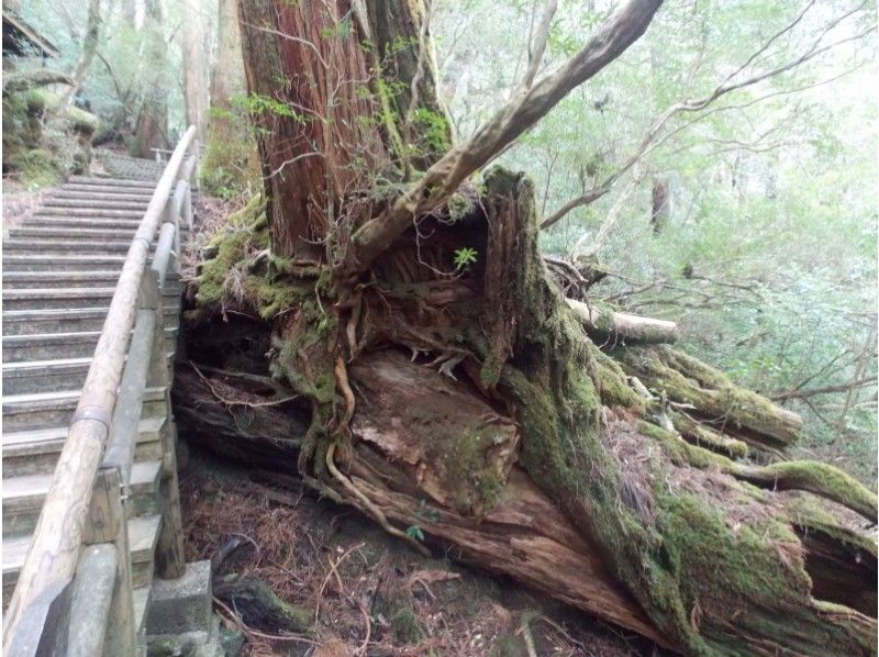 [Kagoshima /Kumage-gun] Yakusugi land-Kigensugi trekking course + island sightseeing-with guided car