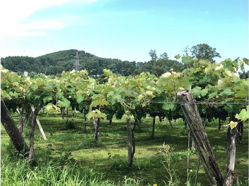 [Sapporo Meeting / Yoichi-Nikicho] Beginners welcome! Scented vineyard hills With a shuttle busの紹介画像