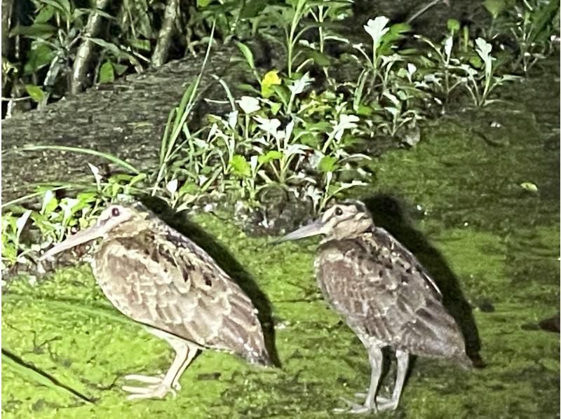 [Kagoshima / Amami Oshima] Let's explore Amami Forest! Guided "Wildlife Sightseeing Night Tour" 2 people or more 4 years old ~ Participation OK!の紹介画像