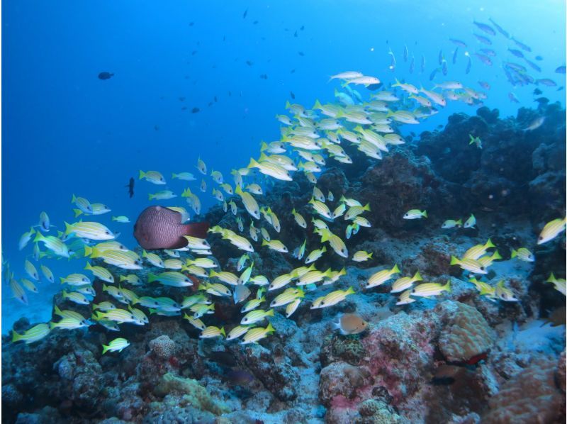 [Okinawa ・ Minnajima ・ Sesokojima] Fan diving (boat diving course)の紹介画像