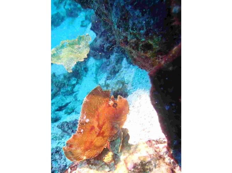 【石垣島、川平湾発】安心の少人数制ファンダイビング！リクエスト、マイペースでのダイビングでサンゴにマンタに地形を楽しもう！の紹介画像