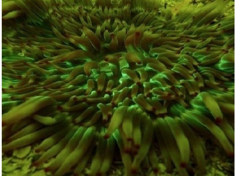 [Nagasaki Sasebo / West Sea / Oseto off the coast] Night diving (license owner interest)の紹介画像