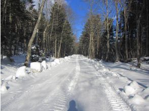 プランの魅力 The outbound route walks on a forest road の画像