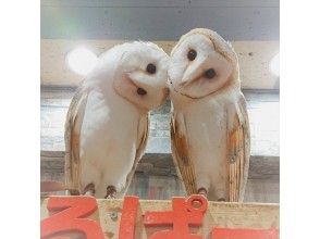 プランの魅力 大小26羽以上のフクロウとハリネズミ、爬虫類イグアナ・縁起のいい白蛇と東京、池袋駅西口で動物ふれあい体験 の画像