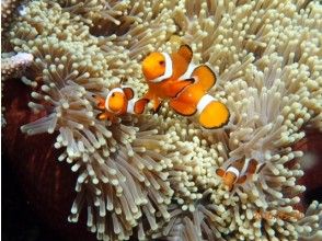 プランの魅力 Barasu Island if you want to see Nemo! の画像