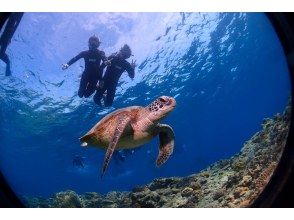 プランの魅力 ウミガメにも会える! の画像
