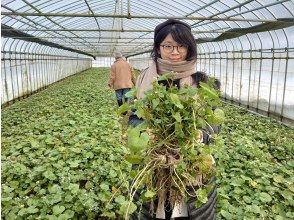 プランの魅力 Wasabi harvesting experience (depending on the season) の画像