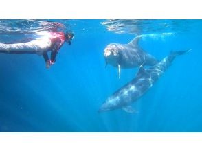 プランの魅力 広い入り江でイルカと遊ぼう! の画像