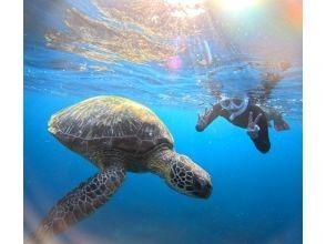 プランの魅力 圧倒的ウミガメ遭遇率99,99%で会えてます! の画像