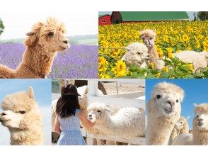 プランの魅力 の画像