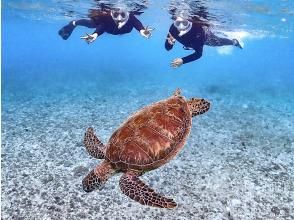 ウミガメ発見!