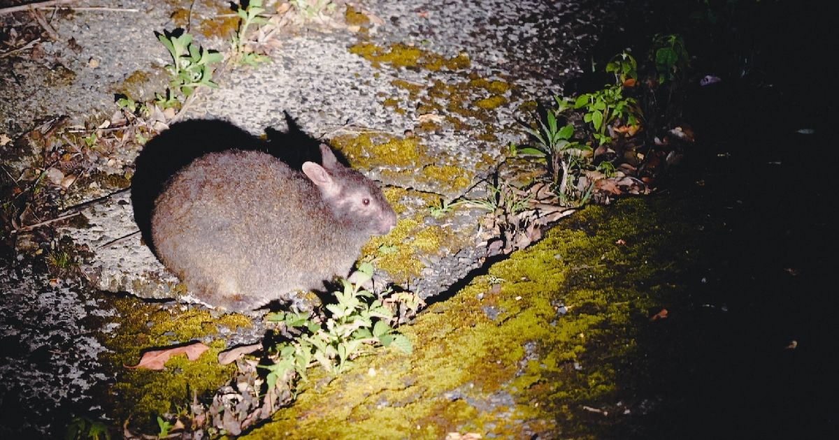 Amami Oshima Night Tour! Reviews and recommended tour images