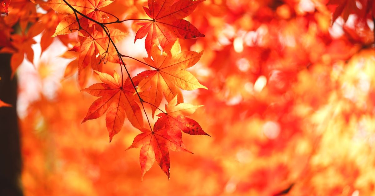 紅葉 2024年の見頃・時期はいつ｜今年は早い or 遅い？の画像