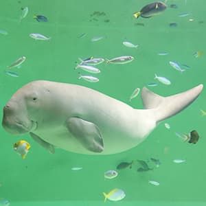 鸟羽水族馆