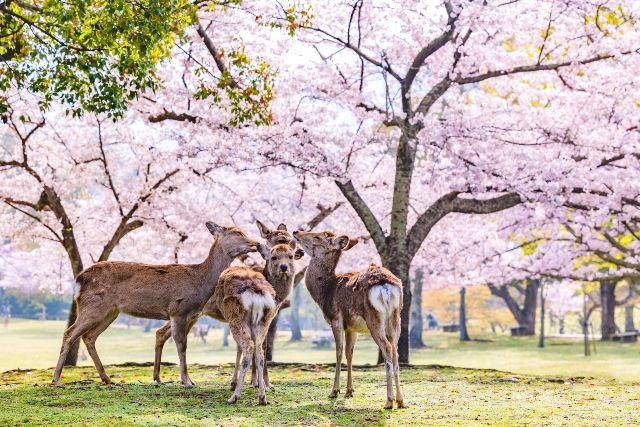 春の奈良公園と鹿