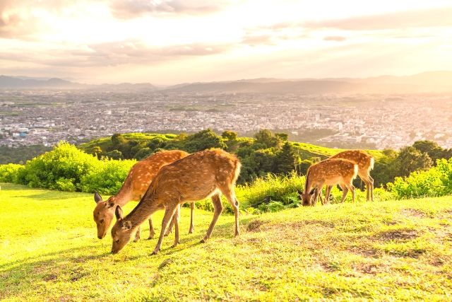 奈良 若草山 夕暮れ 鹿