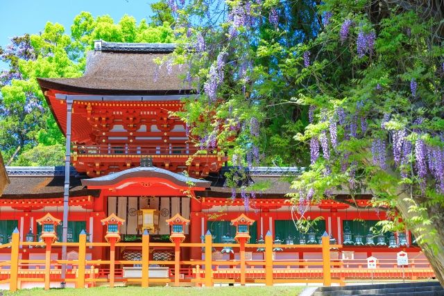 奈良 観光スポット 春日大社と藤の花
