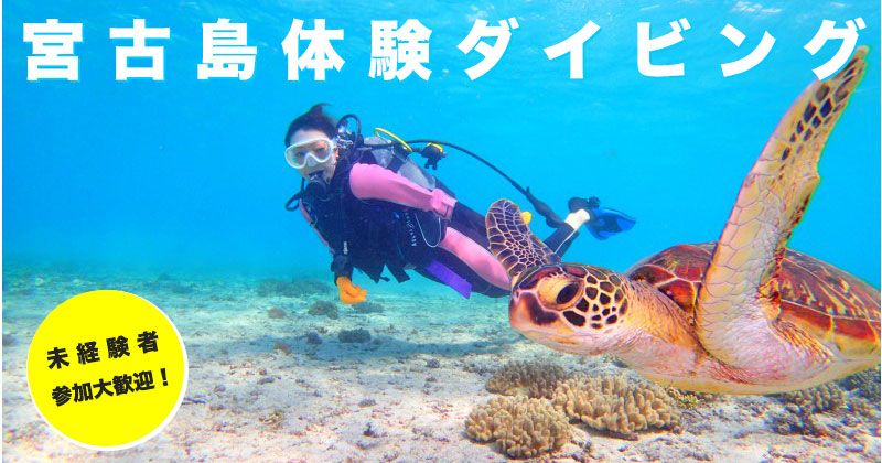 宮古島初學者潛水體驗之旅人氣排名及評論資訊！的影像