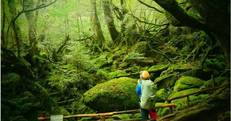 屋久岛/白谷雲水峽之旅│沒有導遊可以去嗎？徹底調查訪問方法和入場時間！圖像